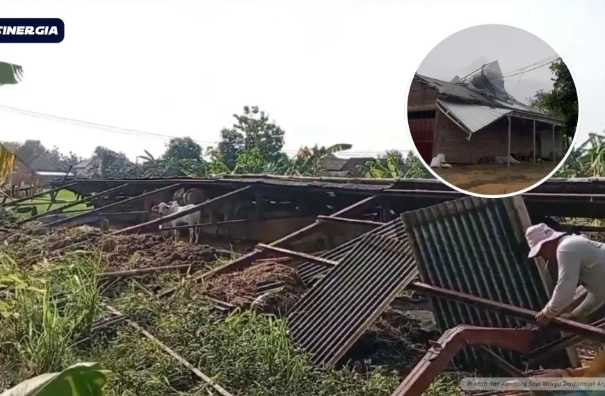 Hujan Deras dan di Sertai Angin Kencang Porak Porandakan Belasan Rumah dan Kandang Sapi