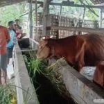 PMK Serang Ratusan Sapi, Disnakkan Magetan Beri Imbauan Penting