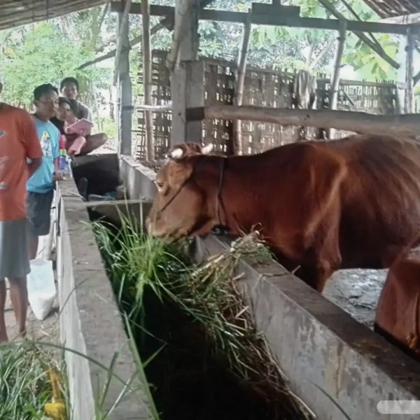 PMK Serang Ratusan Sapi, Disnakkan Magetan Beri Imbauan Penting