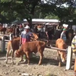 Ratusan Sapi di Ngawi Terjangkit PMK, 13 Ekor Mati