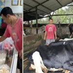 Peternak Sapi Perah Tak Merasakan Dampak PMK, Permintaan Susu Segar Meningkat
