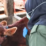 Pemkab Madiun Terima 3.525 Dosis, DKPP Gencar Vaksinasi Cegah PMK