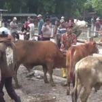 Aktivitas Pasar Hewan di Ngawi Lesu Dampak PMK