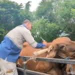 Penjual Sapi Keluhkan Harga Anjlok Dampak PMK