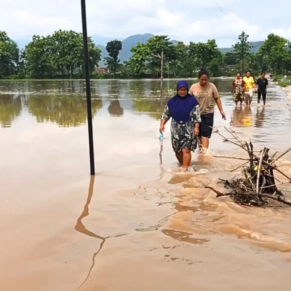 Tanggul Jebol, Ratusan Hektar Sawah Terendam