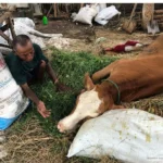 Sejumlah Sapi di Jimbe Ponorogo Mati Mendadak
