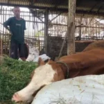 Pemkab Ponorogo Tekan Kasus PMK Dengan Vaksinasi 500 Ternak