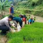 Bhabinkamtibmas Polsek Ngebel Dorong Ketahanan Pangan melalui Pertanian Padi