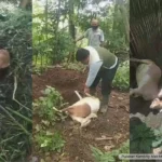 Puluhan Kambing Mati Misterius di Pulung, Kerugian Capai Rp 200 Juta