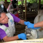 Puluhan Ekor Sapi di Madiun Suspek PMK, Daerah Perbatasan Rawan Penularan