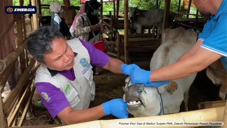 Puluhan Ekor Sapi di Madiun Suspek PMK, Daerah Perbatasan Rawan Penularan