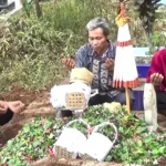Lagi ! Seorang Warga di Ngawi jadi Korban Keganasan Tawon Vespa