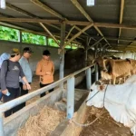 Vaksinasi PMK di Madiun Terkendala Penolakan Peternak