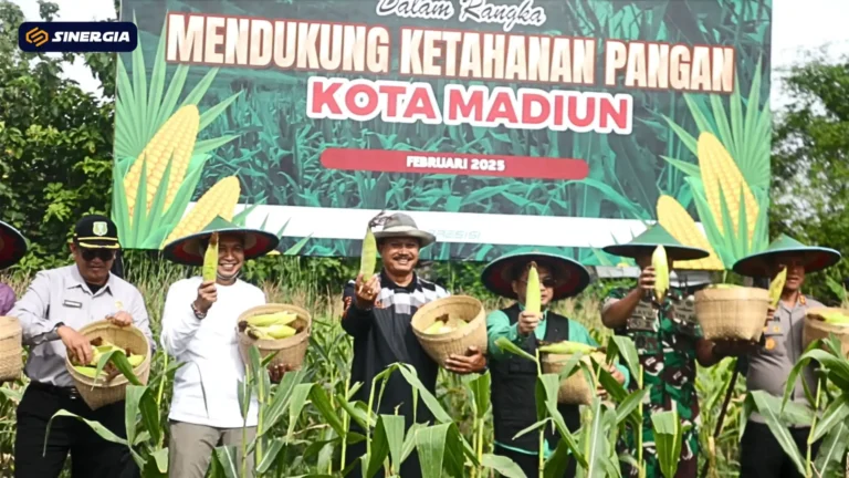 PANEN JAGUNG 1