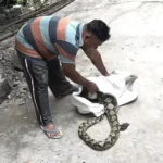 Ternak Ayam Sering Hilang, Ternyata Jadi Mangsa Ular Sanca