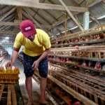 Harga Telur Melonjak, Warga Pilih Beli di Kandang Peternak