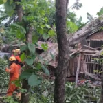 Bencana Hidrometeorologi, Pohon Tumbang Timpa Rumah Warga di Patihan Wetan Ponorogo