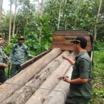 Gerombolan Pembalak Liar Babat 11 Gelondong Jati Hutan Mruwak