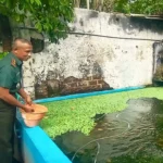 Geliat Aktivitas Denhubrem 081/DSJ Budidaya Ayam dan Ikan