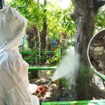 Koloni Ulat Bulu Serang SDN 2 Klegen, BPBD Lakukan Penyemprotan Insektisida