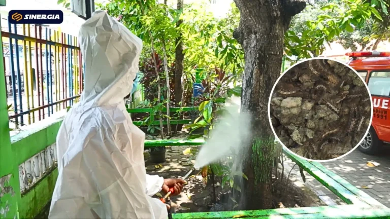 ULAT BULU KOTA MADIUN