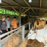 Sidak Kelompok Ternak, Komisi B DPRD Kabupaten Madiun Tekankan Percepatan Vaksinasi PMK