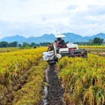 Bulog Ponorogo Serap 2.000 Ton Gabah Petani, Harga Rp. 6.500 per Kg