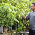 Zaky Arista Kencana Putra, pemilik Putra Kencana Grup kebanjiran pesanan karangan bibit pohon