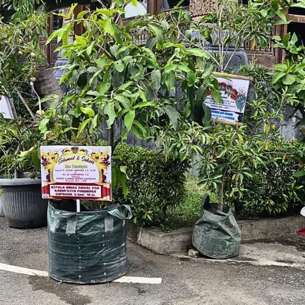Kantor Bupati Ponorogo Dipenuhi Ucapan Selamat Berupa Tanaman Hidup