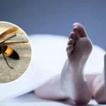 Pria di Magetan Tewas Disengat Tawon Vespa saat Bersih-Bersih Kebun