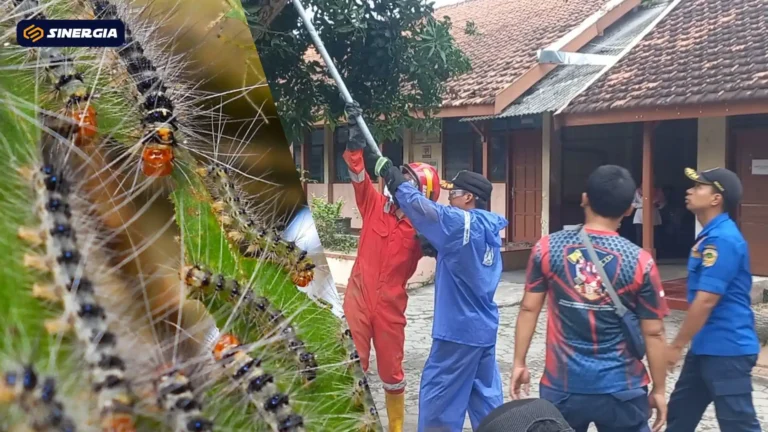 ulat TEMPLATE GAMBAR POST