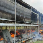 Kandang berisi 18 Ribu Ayam Terbakar, Kerugian Mencapai Rp. 1,7 Miliar