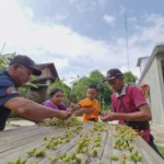 Warga Serbu Pembagian Kurma Muda Gratis, Diyakini Bisa Tingkatkan Kesuburan
