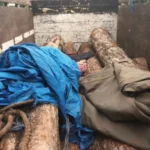 Hutan Dolopo Giliran Jadi Sasaran Blandong Kayu, Polisi Amankan 1 Tersangka