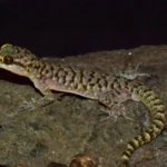 Wah ! Ditemukan Spesies Baru Cecak Bernama Cyrtodactylus Pecelmadiun