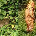 BPBD Kota Madiun Evakuasi Sarang Tawon Vespa dengan Teknik Pembakaran