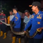 Petugas Damkar Madiun Evakuasi Ular Sanca 5 Meter di Permukiman Warga