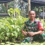 Pelestari Lingkungan, Sertu Tarsipan Sediakan Ratusan Ribu Bibit Gayam dan Gondang