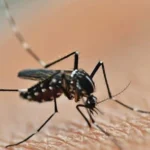 Puluhan Warga Desa Balaigono Magetan Terserang Chikungunya