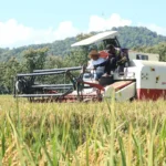 Panen Raya Padi, Ponorogo Siap Cetak Surplus