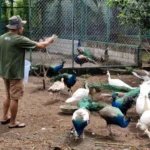 Berawal dari Hobi, Dosen di Ponorogo Sukses Tangkar Ratusan Burung Merak