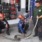 Waspada Ular di Pemukiman Warga, Satpol PP-Damkar Terima 40 Laporan
