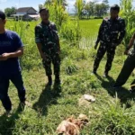 Teror Anjing Liar di Gontor, Tiga Ternak Warga Mati Mengenaskan