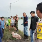 Lagi, Petani di Madiun Tewas Tersengat Jebakan Tikus Listrik