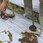 Petani Lereng Gunung Lawu Merugi, Tanaman Membusuk dan Harga Anjlok