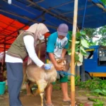 DKPP Kota Madiun Lakukan Monitoring Kesehatan Hewan Kurban Jelang Idul Adha