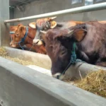 Permintaan Naik, Peternak di Kota Madiun Tambah Stok Sapi Kurban