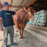 Sapi Seberat 1,1 Ton dari Desa Kresek Madiun Dilirik Presiden Prabowo untuk Kurban