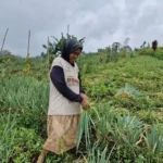 Cuaca Ekstrem Rusak Tanaman Sayur, Petani Ponorogo Merugi Dua Kali Lipat