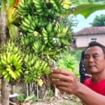 Pohon Pisang Ajaib di Ponorogo Berbuah Enam Tandan Sekaligus